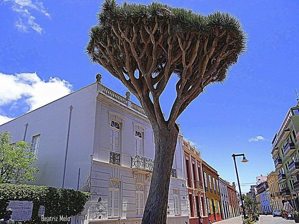 Apartamento Maya لا لاغونا المظهر الخارجي الصورة
